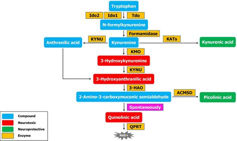 The central pathway of tryptophan catabolism. This pathway develope ...