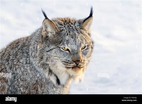 A Canada Lynx (Lynx canadensis) in the snow during winter in Saskatoon, Saskatchewan Stock Photo ...