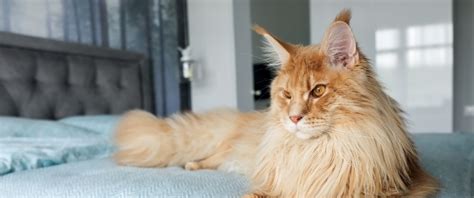 10 Large Cat Breeds with Even Bigger Personalities | Four Paws