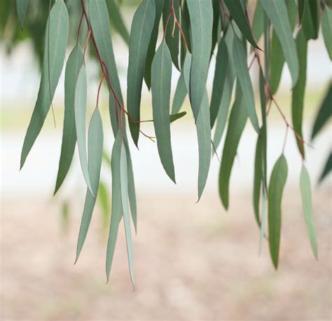 Varieties of Eucalyptus Trees (with Pictures) | eHow