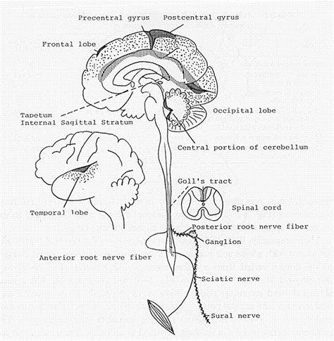 Minamata Disease