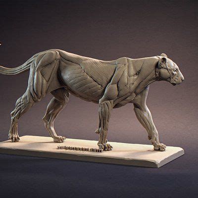 Red - Panthera Pardus ecorche 3dtotal, Gael Kerchenbaum | Creatures ...