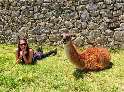 Llama love in Cusco, Peru Cusco Peru, Adventurer, Llama, Sarah, Animals, Animales, Animaux ...