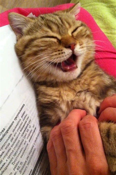 Laughing | Kittens cutest, Animals, Cute animals