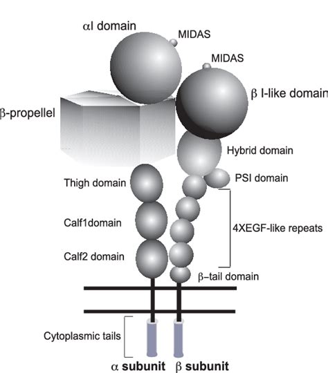 The structure of integrin, which contains the I domain in the α... | Download Scientific Diagram