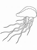 Jellyfish coloring Pages sketch template