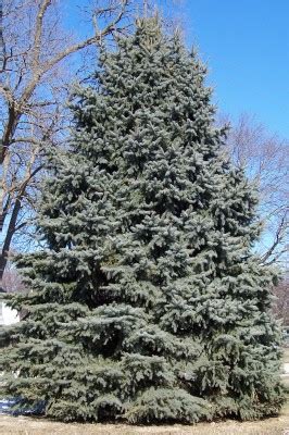 Colorado Blue Spruce – Kelly Tree Farm