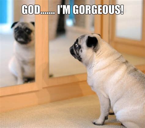 Funny Pug Dog Memes | FUNNY PUG DOG MEMES CAPTIONS LOL | Pinterest