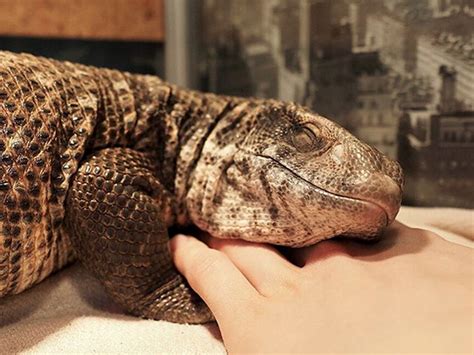 Monitor lizards are like cuddly pet dinosaurs (11 Photos) | Reptiles pet, Cute reptiles, Pet lizards