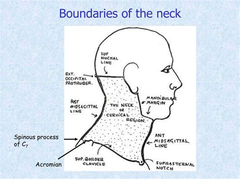 PPT - Triangles of the Neck PowerPoint Presentation, free download - ID:6875611