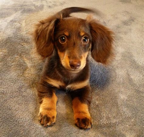 Cutest puppy!! #wiener dogs | Daschund puppies, Wiener dog puppies, Weenie dogs