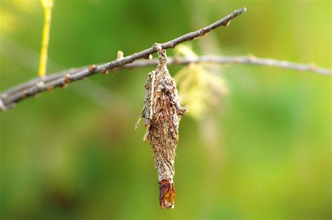 Control Bagworms Now - MILLSTADT NEWS