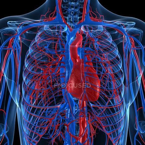 Sistema cardiovascolare che mostra vene e arterie — assistenza sanitaria, anatomia - Stock Photo ...