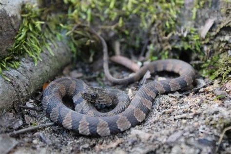 Water Snakes In Florida - A-Z Animals