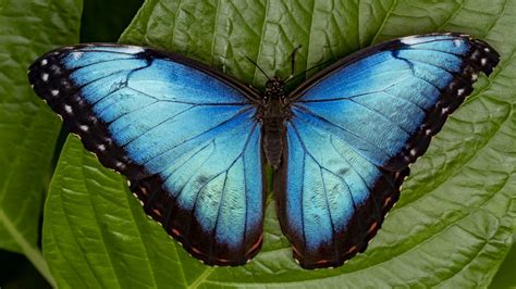Butterflies evolved from moths about 100 million years ago in North ...