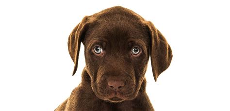 Black Lab Puppies With Blue Eyes