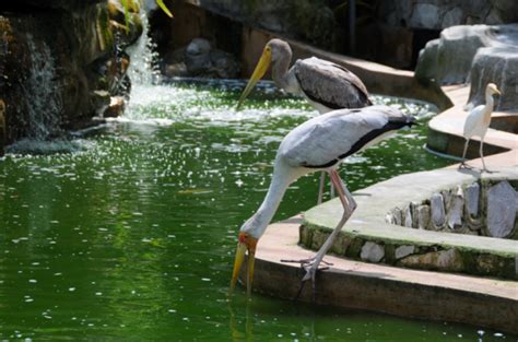 Kuala Lumpur Bird Park - GoWhere Malaysia