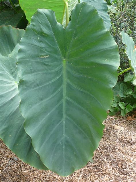 People, Plants, Landscapes: Taro leaves