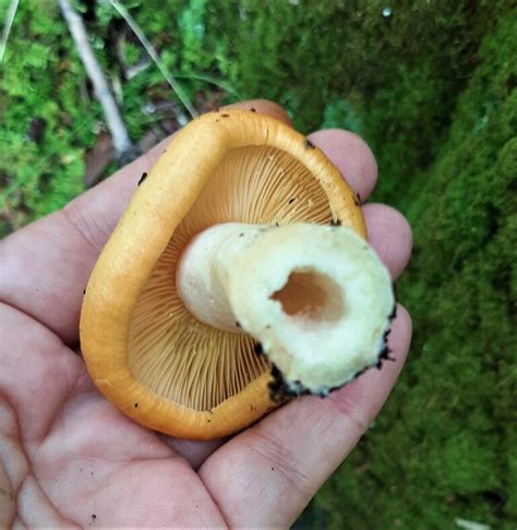 Mushroom Identification Pictures and Examples - Mushroom Appreciation