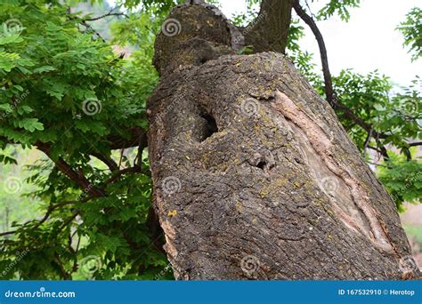 Hundred Year Old Trees, Old Bark and New Green Leaves. Stock Photo ...