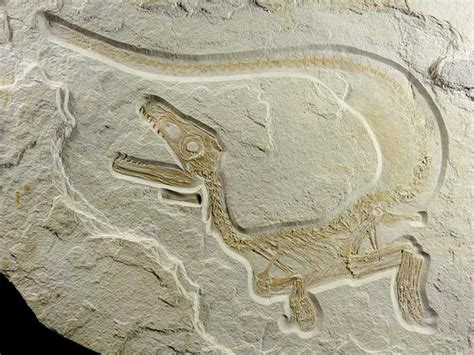 Incredibly Well-preserved Fossils Show That Dinosaurs Also Had Dandruff ...