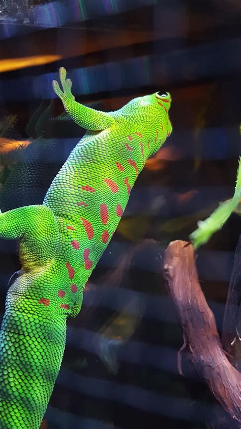 New LED lighting really makes his colors pop : r/DayGecko