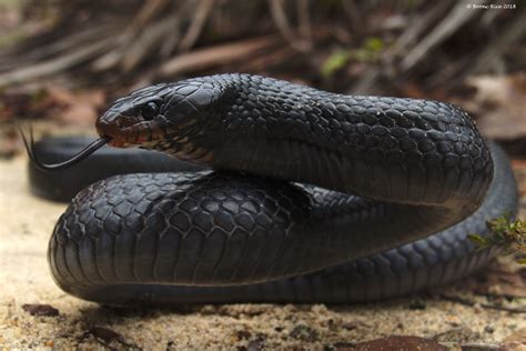 Why We Shouldn’t Kill Snakes – Wild Snakes : Education and Discussion