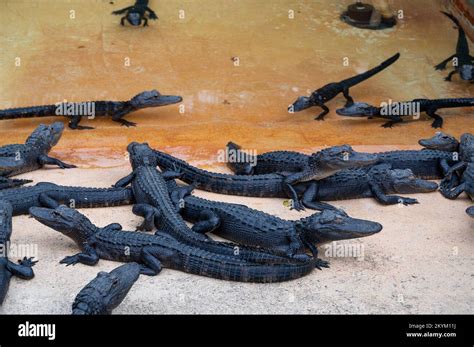 Everglades national park Stock Photo - Alamy