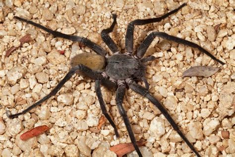 New species alert: Massive, cave-dwelling spider discovered in Mexico ...