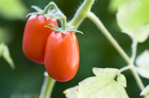 20 Determinate Tomato Varieties to Grow in Your Garden