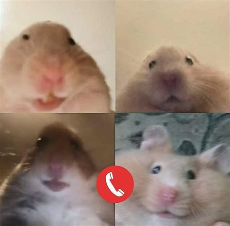 Hamster Video Call Meme : Staring Hamster Meme Canvas Prints Redbubble ...