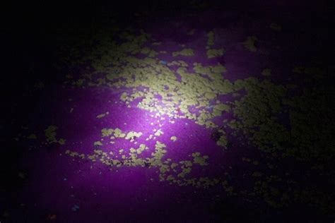 Photos: Glowing Oil Could Aid Gulf Spill Cleanup