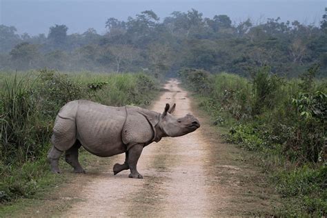 To Conserve Tropical Forests and Wildlife, Protect Rights of People Who ...