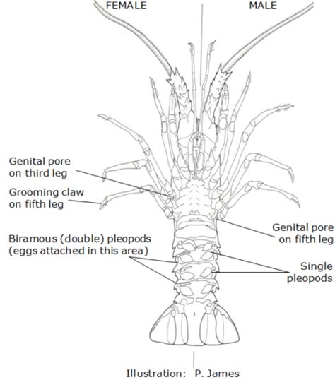 Lobster anatomy | nzrocklobster.co.nz