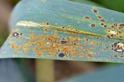 What Causes Rust Disease on Plants? and How to Treat Them? - Simplify Gardening