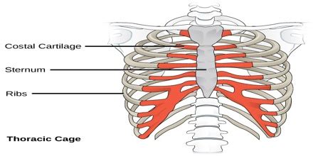 Costal Anatomy Definition - Anatomy Book