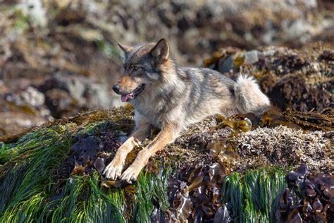 Vancouver Island Wolves - The Whale Centre Tofino