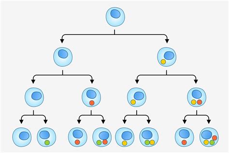 What is differentiation in biology? What is the definition of ...