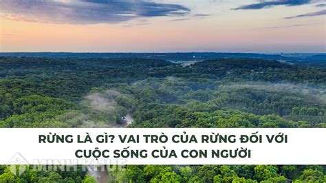 Rừng là gì? Vai trò của rừng đối với cuộc sống con người