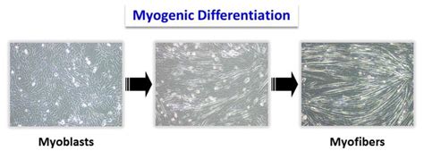 Myoblast Differentiation [IMAGE] | EurekAlert! Science News Releases