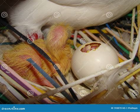 Pigeon , Dove, Nest Bird, Close Up. Chick Hatching from an Egg and a ...