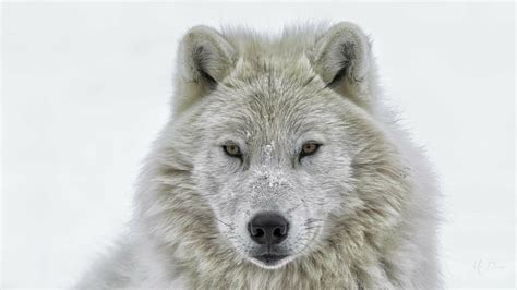 Download Snow Winter White White Wolf Animal Wolf HD Wallpaper