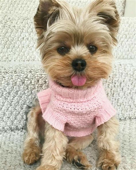 Pin by 🍃🌺🍃KATERINA 🍃🌺🍃 on MASCOTAS ADORABLES ☆°☆ | Yorkie puppy, Yorkie dogs, Yorkshire terrier