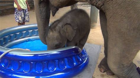 Baby Elephant Bath Time | Elephant, Cute baby elephant, Elephant bath