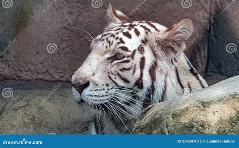 White Bengal Tiger Close Up Stock Image - Image of white, animal: 254347075