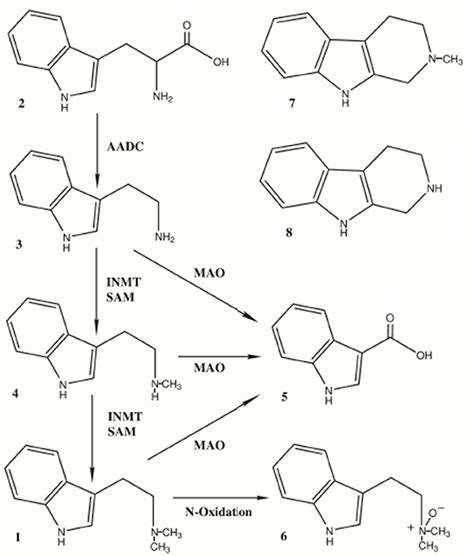 Frontiers | N, N-Dimethyltryptamine (DMT), an Endogenous Hallucinogen ...