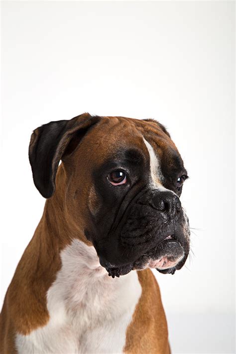 Fawn-colored Boxer #9 Photograph by Boyan Dimitrov - Fine Art America