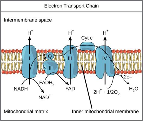 Oxidative Phosphorylation | OpenStax Biology 2e