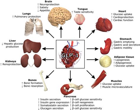 EASD 2018: benefits of GIP/GLP-1 receptor co-agonists in T2D