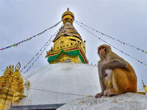 "Monkey Temple" Swayambhu | Smithsonian Photo Contest | Smithsonian ...